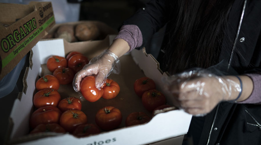 Student organizing tomatos